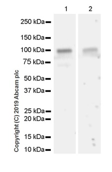 Western blot - Anti-NUP98 antibody [2H10] - BSA and Azide free (AB252256), expandable thumbnail