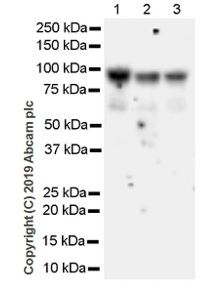 Western blot - Anti-NUP98 antibody [2H10] - BSA and Azide free (AB252256), expandable thumbnail