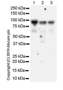 Western blot - Anti-NUP98 antibody [2H10] - BSA and Azide free (AB252256)