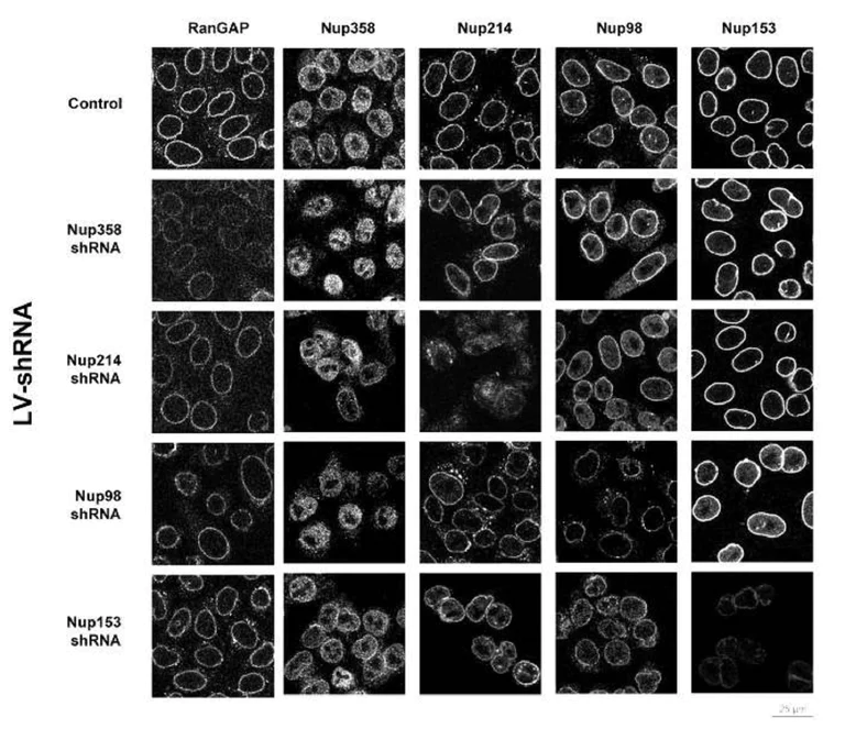 Immunocytochemistry/ Immunofluorescence - Anti-NUP98 antibody [2H10] - Nuclear Pore Marker (AB50610)