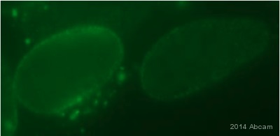 Immunocytochemistry/ Immunofluorescence - Anti-NUP98 antibody [2H10] - Nuclear Pore Marker (AB50610), expandable thumbnail