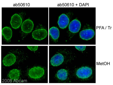 Immunocytochemistry/ Immunofluorescence - Anti-NUP98 antibody [2H10] - Nuclear Pore Marker (AB50610), expandable thumbnail