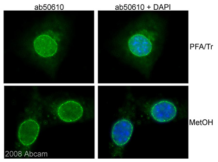 Immunocytochemistry/ Immunofluorescence - Anti-NUP98 antibody [2H10] - Nuclear Pore Marker (AB50610), expandable thumbnail