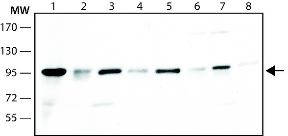 Western blot - Anti-NUP98 antibody [2H10] - Nuclear Pore Marker (AB50610), expandable thumbnail
