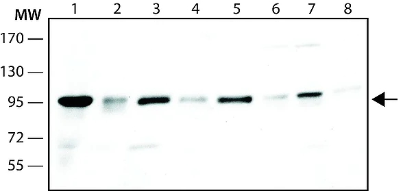 Western blot - Anti-NUP98 antibody [2H10] - Nuclear Pore Marker (AB50610)
