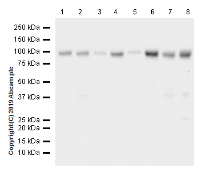 Western blot - Anti-NUP98 antibody [EPR22818-128] (AB234434)