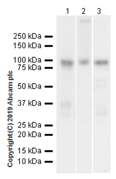 Western blot - Anti-NUP98 antibody [EPR22818-128] - BSA and Azide free (AB256552)