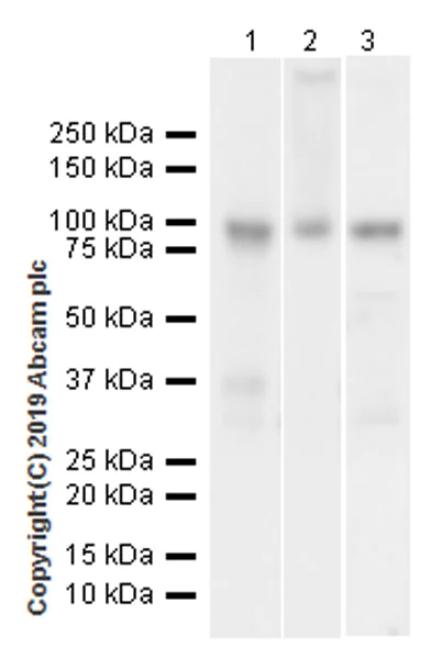 Western blot - Anti-NUP98 antibody [EPR22818-128] - BSA and Azide free (AB256552)