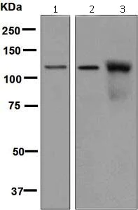Western blot - Anti-NUP98 antibody [EPR6678] - BSA and Azide free (AB226102)