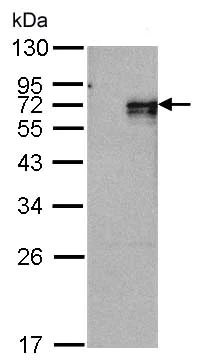 Western blot - Anti-NUR77 antibody (AB153914)