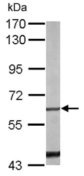 Western blot - Anti-NUR77 antibody (AB153914)