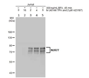 Western blot - Anti-NUR77 antibody (AB153914)