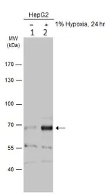 Western blot - Anti-NUR77 antibody (AB153914)