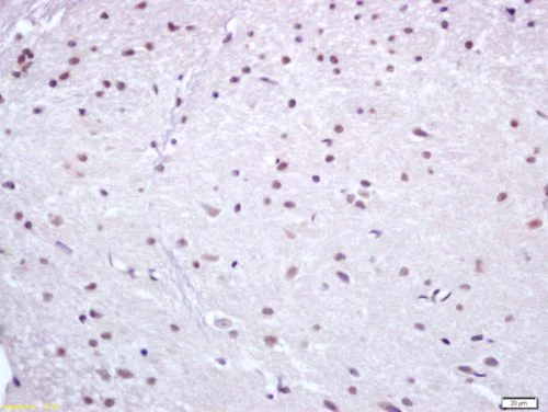 Immunohistochemistry (Formalin/PFA-fixed paraffin-embedded sections) - Anti-NUR77 antibody (AB217547)