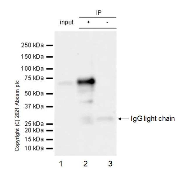 Immunoprecipitation - Anti-NUR77 antibody [EPR23982-85] - BSA and Azide free (AB283285)