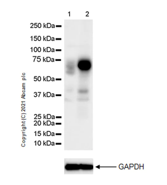 Western blot - Anti-NUR77 antibody [EPR23982-85] - BSA and Azide free (AB283285)