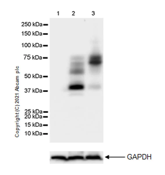 Western blot - Anti-NUR77 antibody [EPR23982-85] - BSA and Azide free (AB283285)