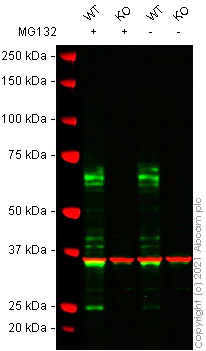 Western blot - Anti-NUR77 antibody [EPR23982-85] - BSA and Azide free (AB283285)