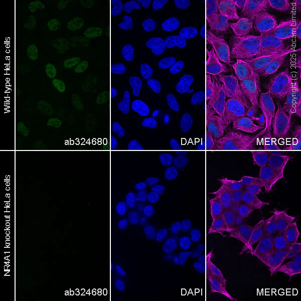 Immunocytochemistry/ Immunofluorescence - Anti-NUR77 antibody [EPR29846-533] (AB324680)