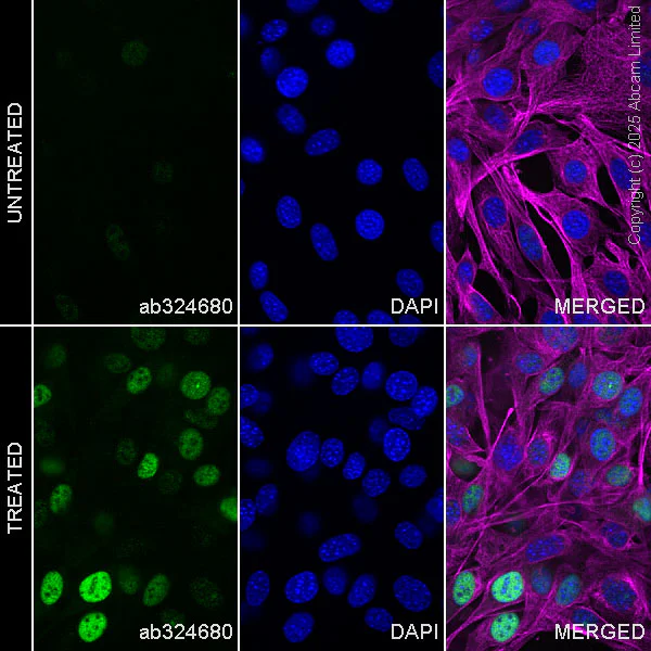 Immunocytochemistry/ Immunofluorescence - Anti-NUR77 antibody [EPR29846-533] - BSA and Azide free (AB324690)