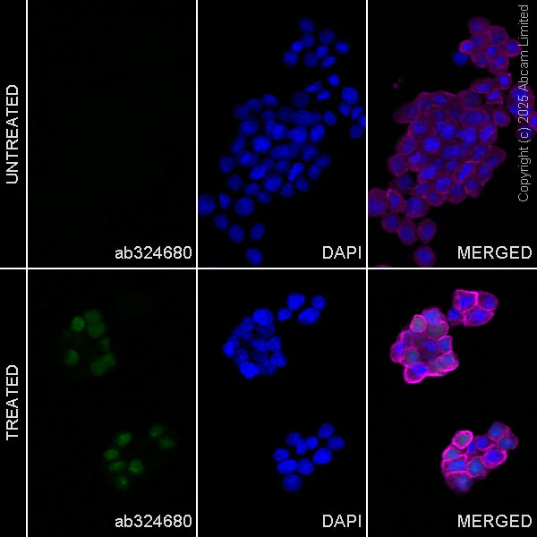 Immunocytochemistry/ Immunofluorescence - Anti-NUR77 antibody [EPR29846-533] - BSA and Azide free (AB324690)