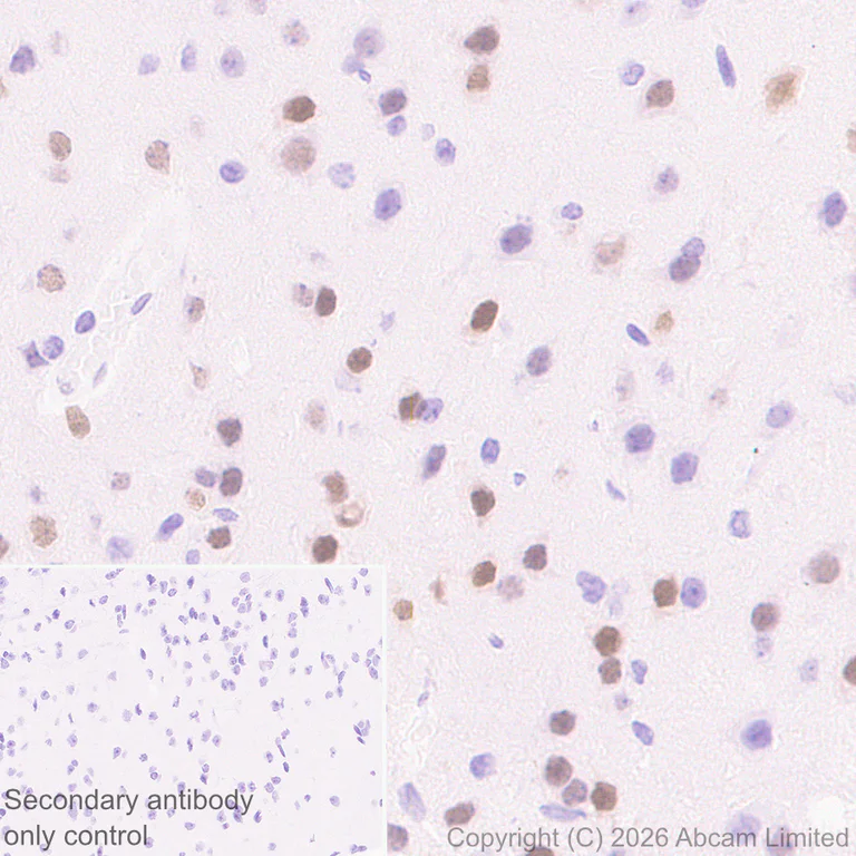 Immunohistochemistry (Formalin/PFA-fixed paraffin-embedded sections) - Anti-NUR77 antibody [EPR29846-533] - BSA and Azide free (AB324690)