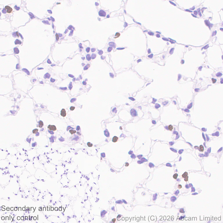 Immunohistochemistry (Formalin/PFA-fixed paraffin-embedded sections) - Anti-NUR77 antibody [EPR29846-533] - BSA and Azide free (AB324690)