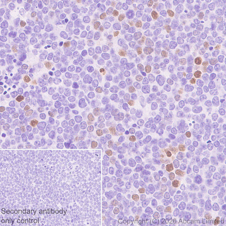 Immunohistochemistry (Formalin/PFA-fixed paraffin-embedded sections) - Anti-NUR77 antibody [EPR29846-533] - BSA and Azide free (AB324690)