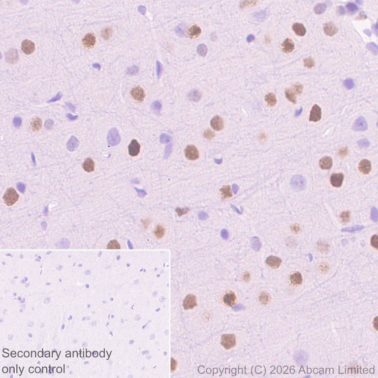 Immunohistochemistry (Formalin/PFA-fixed paraffin-embedded sections) - Anti-NUR77 antibody [EPR29846-533] - BSA and Azide free (AB324690)