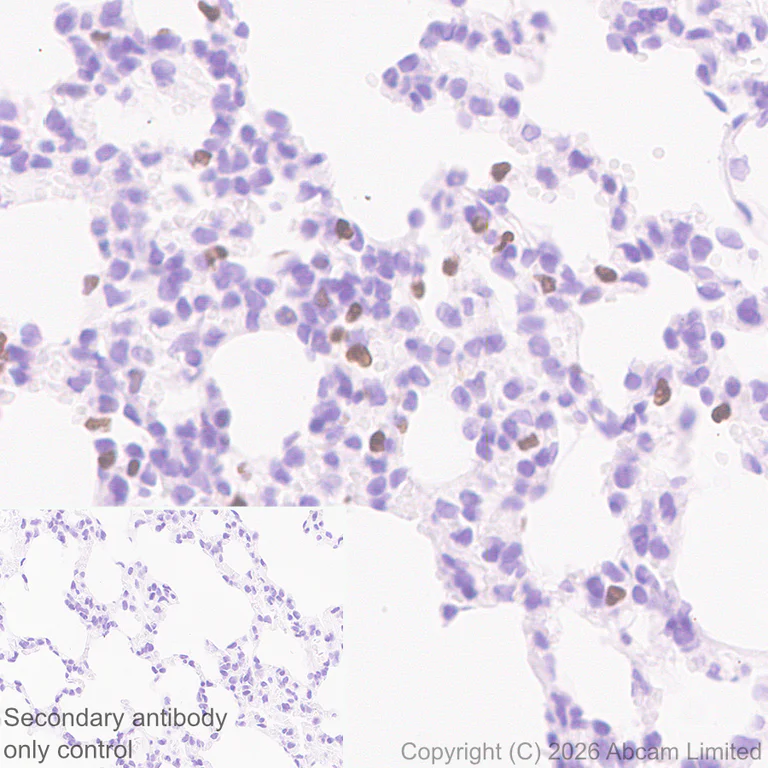 Immunohistochemistry (Formalin/PFA-fixed paraffin-embedded sections) - Anti-NUR77 antibody [EPR29846-533] - BSA and Azide free (AB324690)