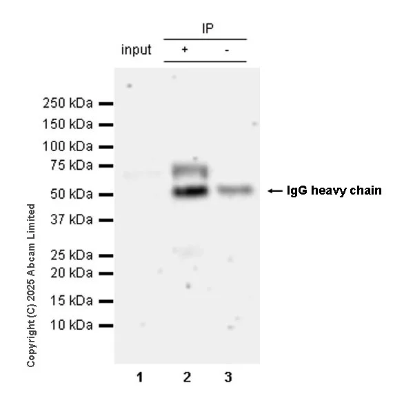 Immunoprecipitation - Anti-NUR77 antibody [EPR29846-533] - BSA and Azide free (AB324690)