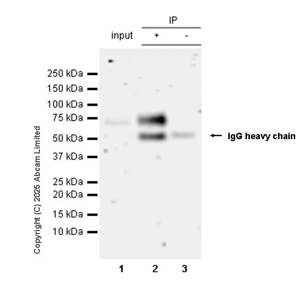 Immunoprecipitation - Anti-NUR77 antibody [EPR29846-533] - BSA and Azide free (AB324690)