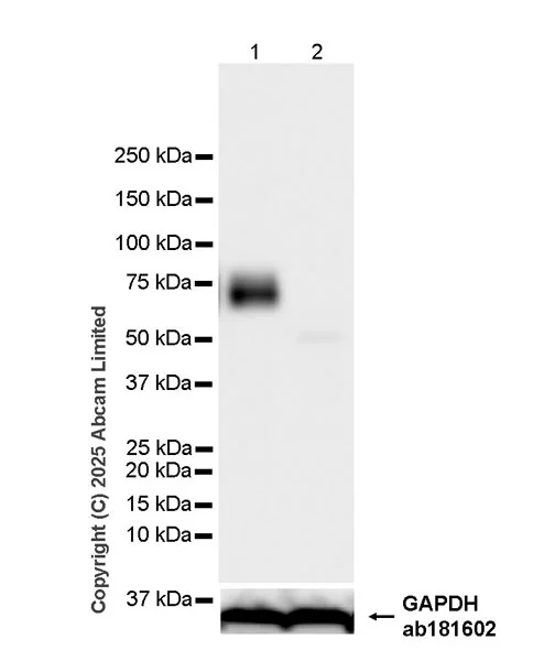 Western blot - Anti-NUR77 antibody [EPR29846-533] - BSA and Azide free (AB324690)