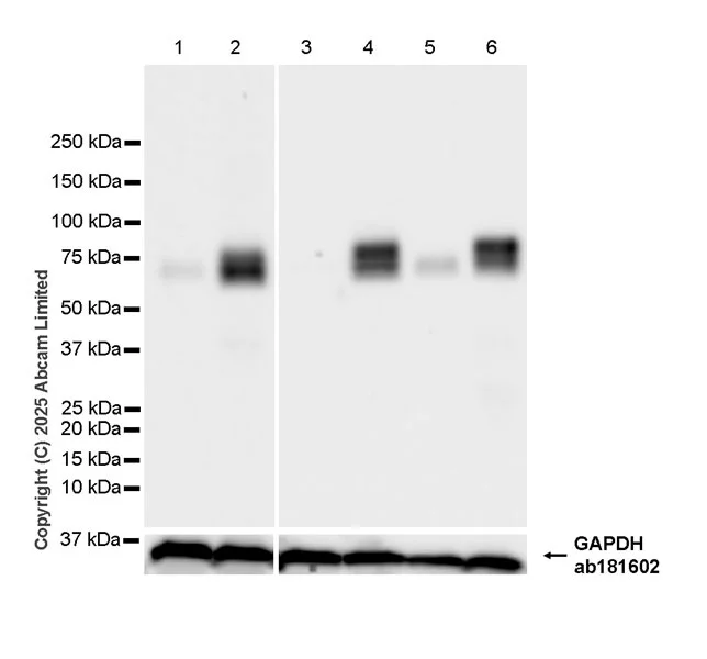 Western blot - Anti-NUR77 antibody [EPR29846-533] - BSA and Azide free (AB324690)