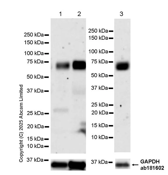 Western blot - Anti-NUR77 antibody [EPR29846-533] - BSA and Azide free (AB324690)