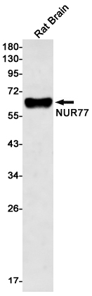 Western blot - Anti-NUR77 Antibody [S02-1C7] (AB317395), expandable thumbnail
