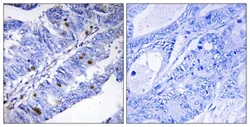 Immunohistochemistry (Formalin/PFA-fixed paraffin-embedded sections) - Anti-NUR77 (phospho S351) antibody (AB111962)