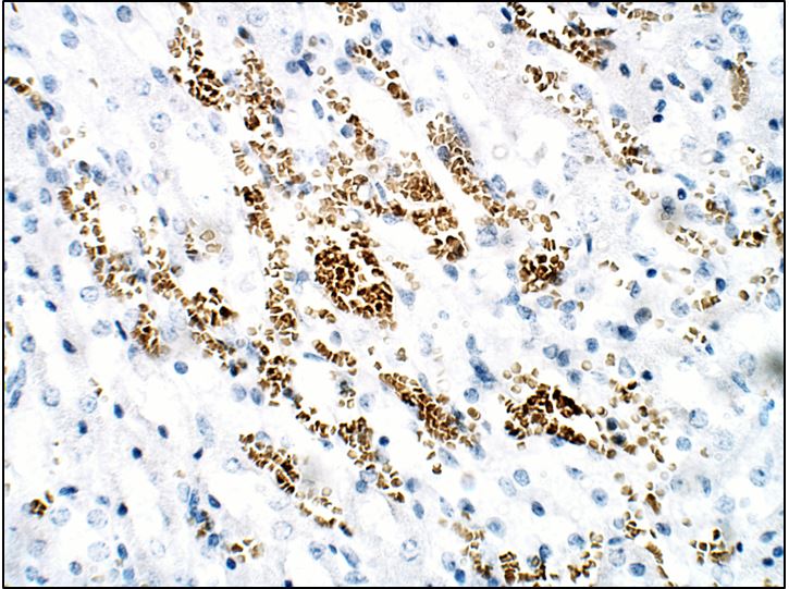 Immunohistochemistry (Formalin/PFA-fixed paraffin-embedded sections) - Anti-Nurr1 antibody (AB176184)