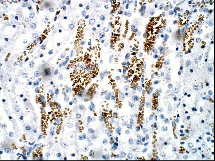 Immunohistochemistry (Formalin/PFA-fixed paraffin-embedded sections) - Anti-Nurr1 antibody (AB176184)