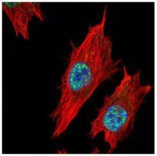 Immunocytochemistry/ Immunofluorescence - Anti-Nurr1 antibody (AB227260)