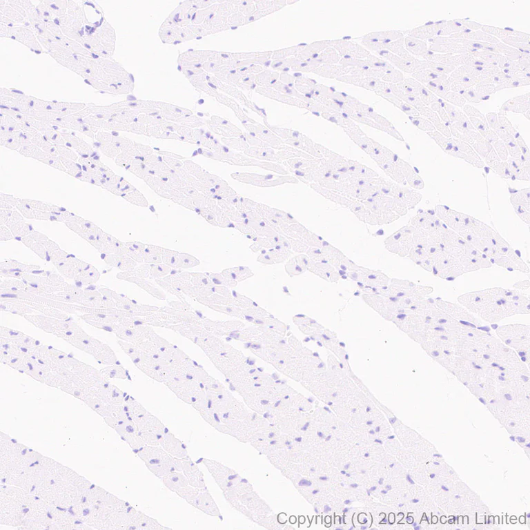 Immunohistochemistry (Formalin/PFA-fixed paraffin-embedded sections) - Anti-Nurr1 antibody [EPR26338-73] (AB327018)