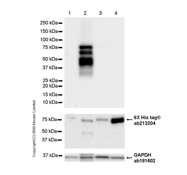 Western blot - Anti-Nurr1 antibody [EPR26338-73] (AB327018)