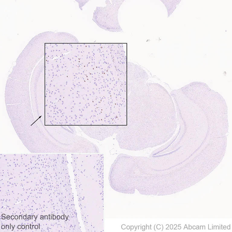 Immunohistochemistry (Formalin/PFA-fixed paraffin-embedded sections) - Anti-Nurr1 antibody [EPR26338-73] - BSA and Azide free (AB326956)