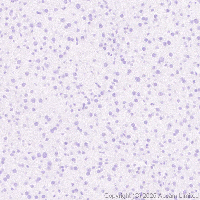 Immunohistochemistry (Formalin/PFA-fixed paraffin-embedded sections) - Anti-Nurr1 antibody [EPR26338-73] - BSA and Azide free (AB326956)