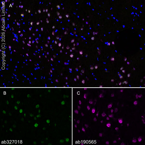 Immunohistochemistry (Frozen sections) - Anti-Nurr1 antibody [EPR26338-73] - BSA and Azide free (AB326956)