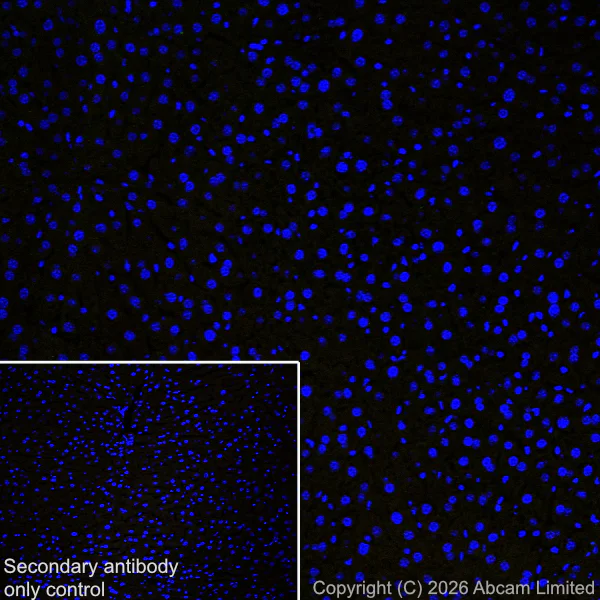 Immunohistochemistry (Frozen sections) - Anti-Nurr1 antibody [EPR26338-73] - BSA and Azide free (AB326956)