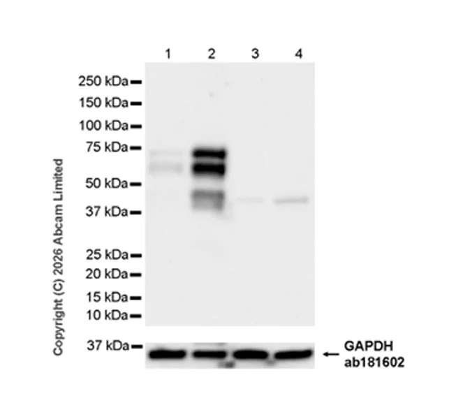 Western blot - Anti-Nurr1 antibody [EPR26338-73] - BSA and Azide free (AB326956)