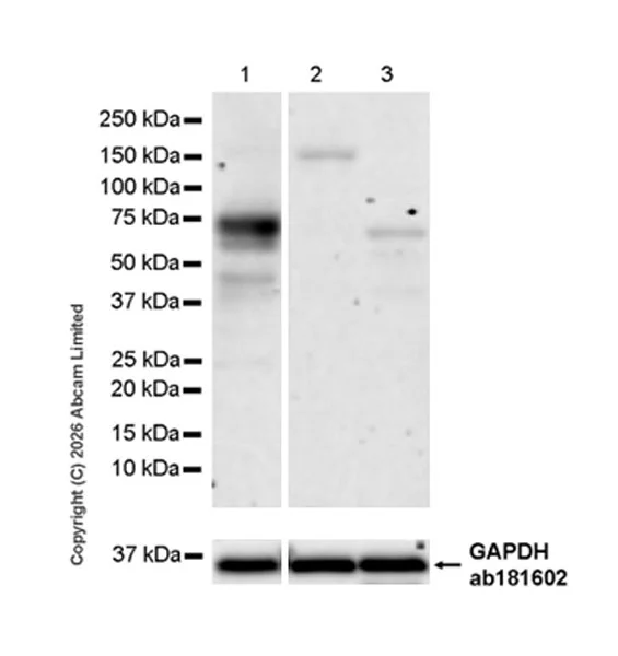 Western blot - Anti-Nurr1 antibody [EPR26338-73] - BSA and Azide free (AB326956)