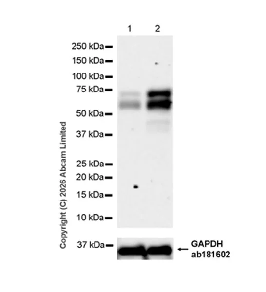 Western blot - Anti-Nurr1 antibody [EPR26338-73] - BSA and Azide free (AB326956)
