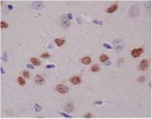 Immunohistochemistry (Formalin/PFA-fixed paraffin-embedded sections) - Anti-Nurr1 antibody [N1404] (AB41917), expandable thumbnail